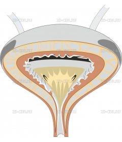 BLADDER