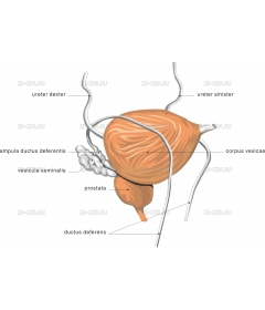 BLADDER2