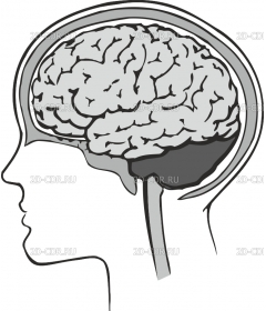 BRAIN_I