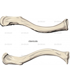 CLAVICUL