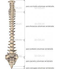 COLUMN2