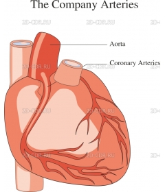 CORONARY