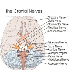 CRANIALN