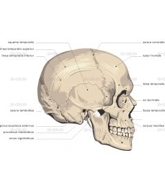 CRANIUM