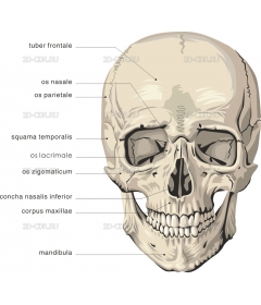 CRANIUM2