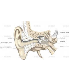 EAR3