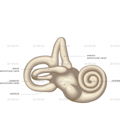 EAR5