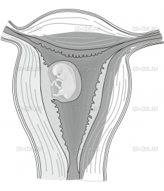 EMBRYO