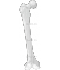 FEMUR