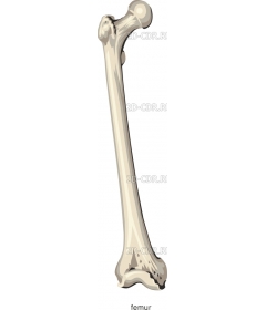 FEMUR2