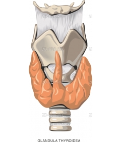 GLAND3