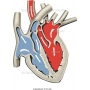 Векторный клипарт «HEART3»