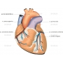 Векторный клипарт «HEART4»