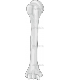 HUMERUS