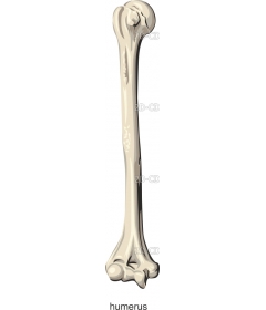 HUMERUS2