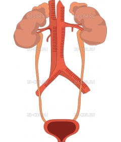 KIDNEY