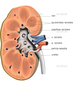 KIDNEY2