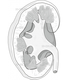 KIDNEYT