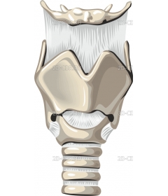 LARYNX