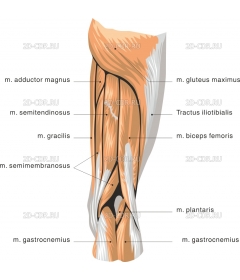 LIMB1