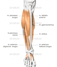 LIMB4