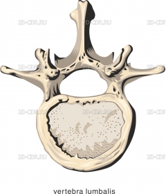 LUMBALIS