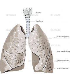 LUNG