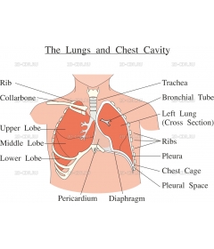 LUNGS