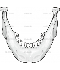 MANDIBLE