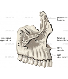 MAXILLA