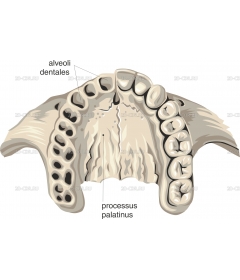 MAXILLAE