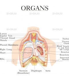 ORGANS