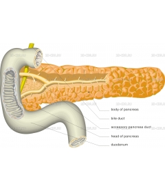 PANCREA3