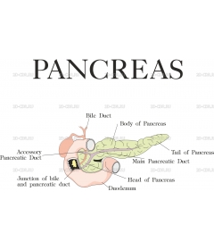 PANCREAS