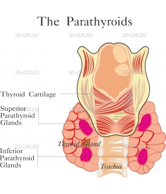 PARATHYR