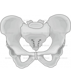 PELVIS