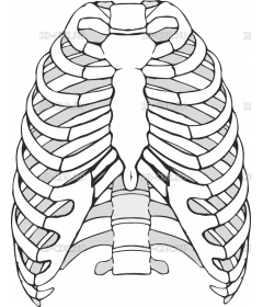 RIB_CAGE