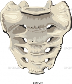 SACRUM