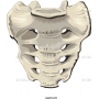 Векторный клипарт «SACRUM»