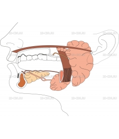 SALIVARY