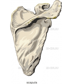 SCAPULA