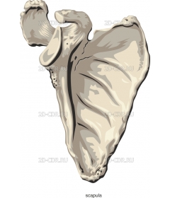 SCAPULA2