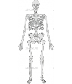 SKELETN