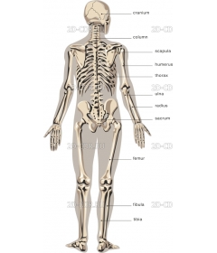 SKELETN2