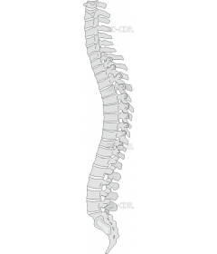 SPINE