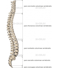 SPINECOL