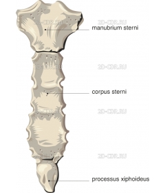 STERNUM