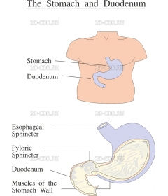 STOMACH