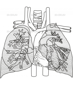 THORAXA2