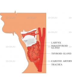 THYROID